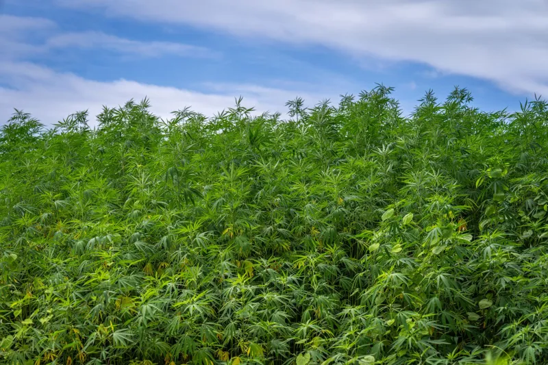 The 0.3% Rule: A Plain-English Guide to Hemp Legality in America