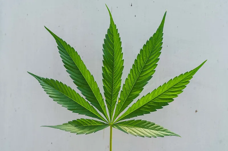 Seed to Shelf: What You Really Need to Know Before Buying Hemp Gummies in the US